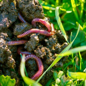 Lombrichi per compostaggio domestico