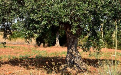 calendario-concimazioni-olivo-come-e-quando-concimare-l-uliveto