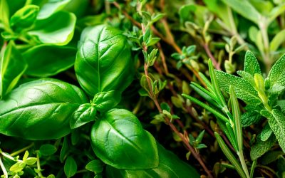 coltivare-piante-aromatiche-cura-e-concimazione-con-i-fertilizzanti-naturali-biotica