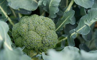 coltivazione-dei-cavoli-guida-al-trapianto-e-alla-concimazione-delle-brassicacee