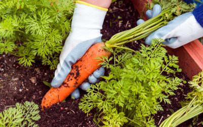 come-aumentare-la-pezzatura-dei-frutti-e-la-loro-qualita-la-fase-di-ingrossamento-e-maturazione