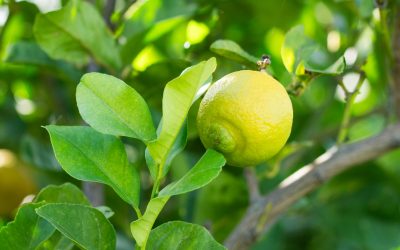 come-coltivare-gli-agrumi-anche-in-vaso-guida-a-trapianto-concimazioni-e-rinvasi