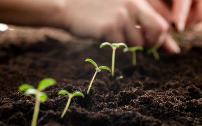 come-far-crescere-una-piantina-nell'orto-la-fase-del-post-trapianto