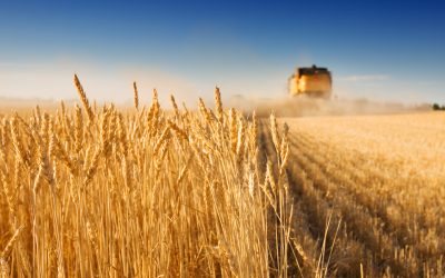 come-i-lombrichi-contribuiscono-alla-coltivazione-di-cereali-e-legumi-in-tutto-il-mondo