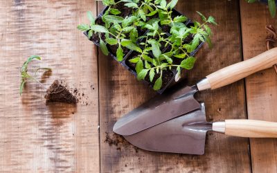 come-iniziare-a-coltivare-un-orto-la-fase-del-trapianto-piantine