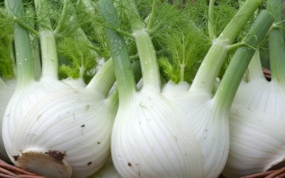 come-ottenere-finocchi-grandi-croccanti-e-ricchi-di-sapore