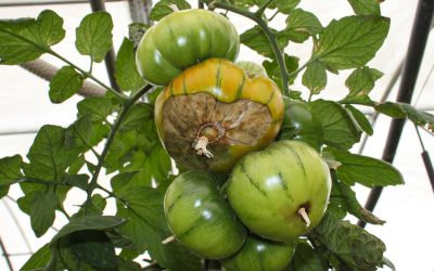 come-prevenire-il-marciume-apicale-dei-pomodori-consigli-e-best-practices