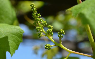 come-stimolare-la-fioritura-delle-piante-e-superare-con-successo-la-fase-di-fioritura-e-allegagione