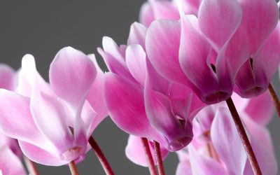 cura-dei-ciclamini-in-vaso-come-piantarli-e-coltivarli-al-meglio