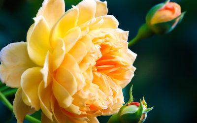 far-crescere-bene-le-tue-piante