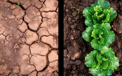 lombrichi-e-cambiamento-climatico-quando-la-salute-del-pianeta-dipende-dal-suolo