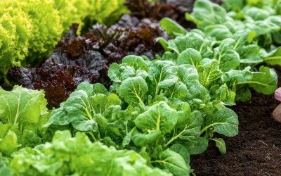 orto-autunnale-e-invernale-5-errori-da-evitare-per-ottenere-un-buon-raccolto