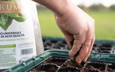 seminare-in-semenzaio-guida-alla-gestione-e-alla-concimazione-dei-germogli